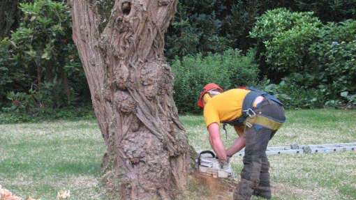 Bomen rooien in Bakel